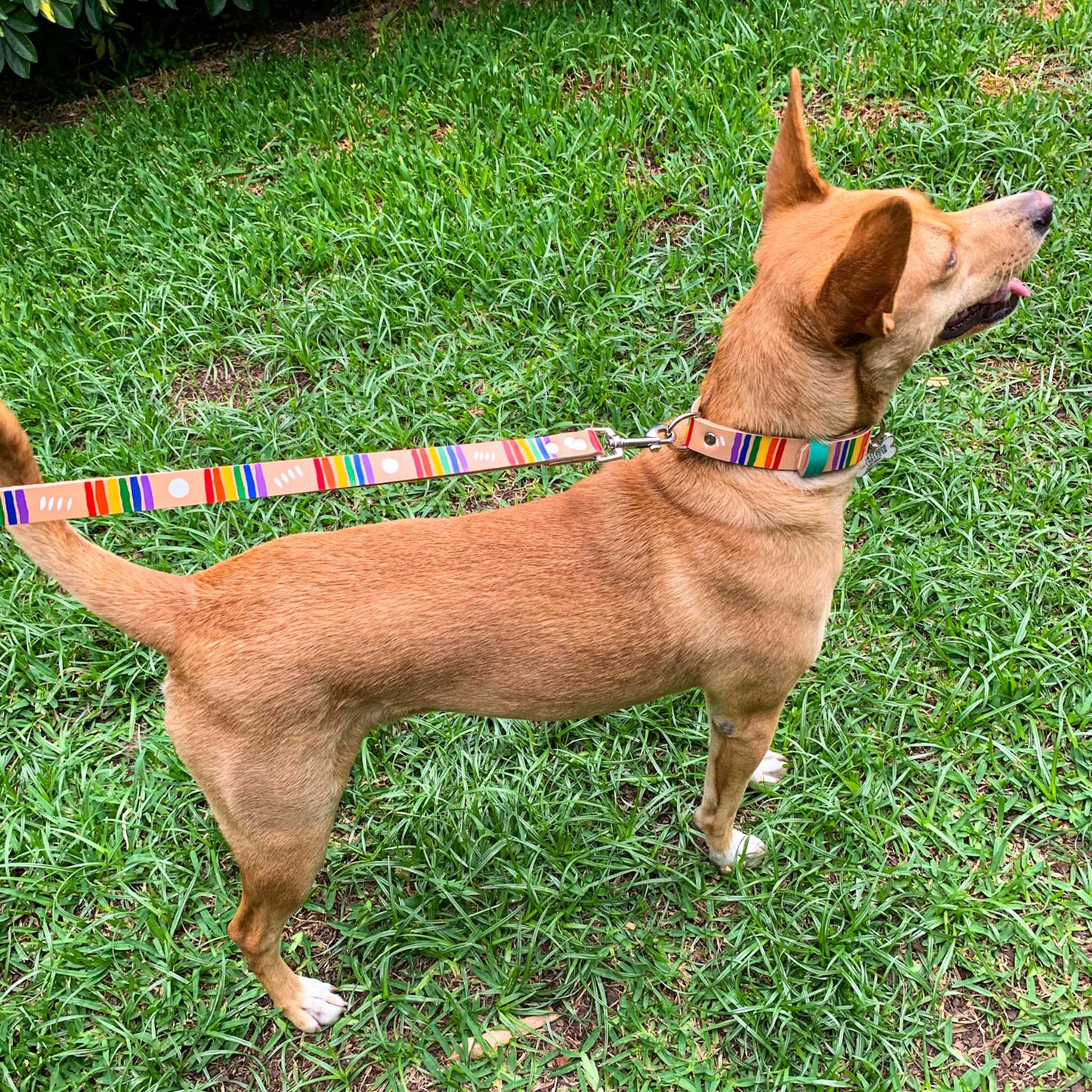 Collar - Pintado a Mano - Pride